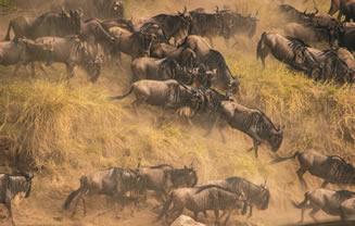 Read more about the article 3 Days Maasai Mara
