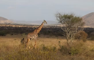 Read more about the article 3 Days Tsavo East And West Pole Pole Safari