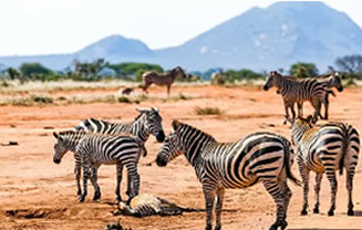 Read more about the article 3 Days Shimba And Tsavo East