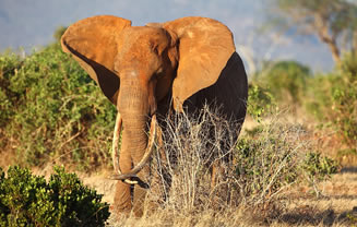 4 Days Tsavo West-Amboseli-Tsavo East