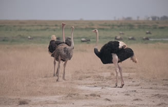 Read more about the article 4 Days Tsavo West-Amboseli