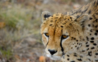 Read more about the article 7 Days (8 Nights) Safari